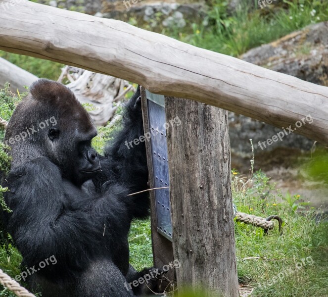 Gorilla Mammal Animal Animal World Nature