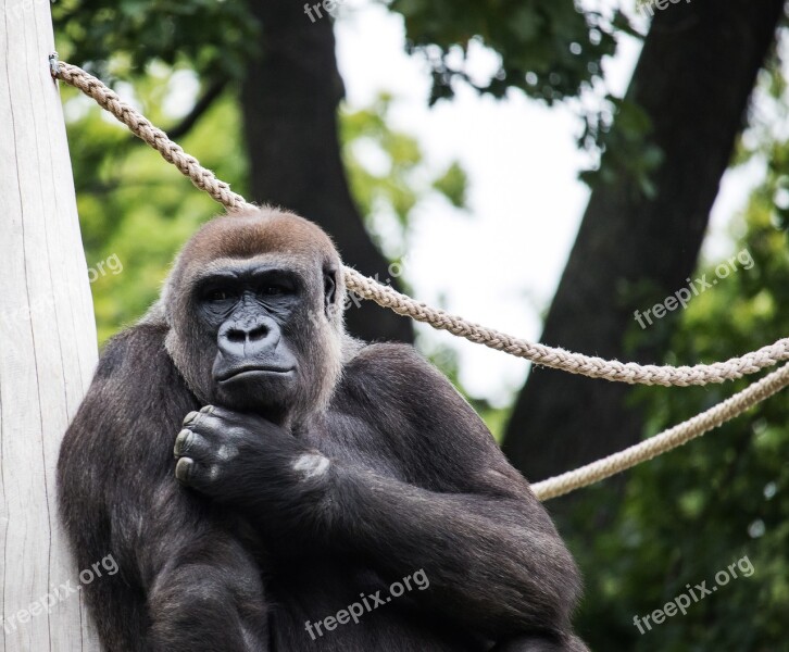 Gorilla Mammal Animal Animal World Thoughtful