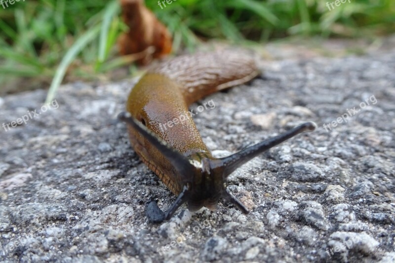 Nature Snail Slowly Animal Probe