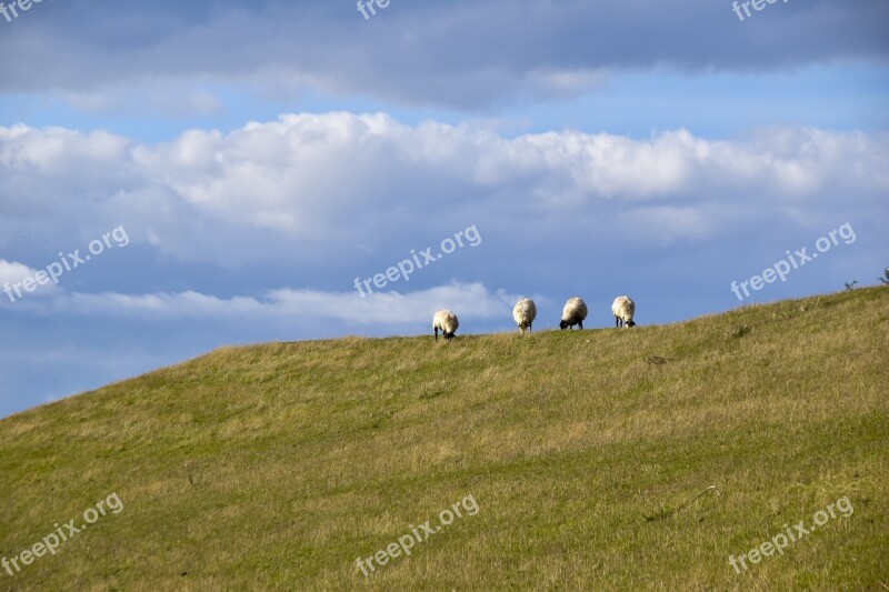 Sheep Dike Grass Landscape North Sea