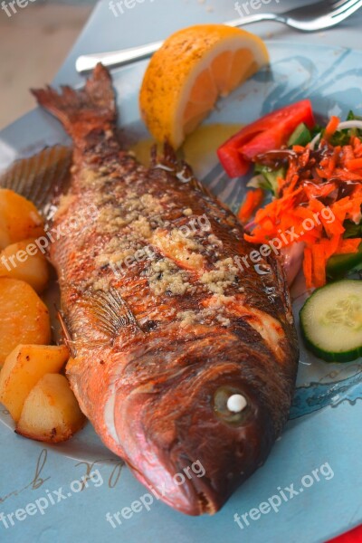 Fish Sea Bream Eat Food Healthy