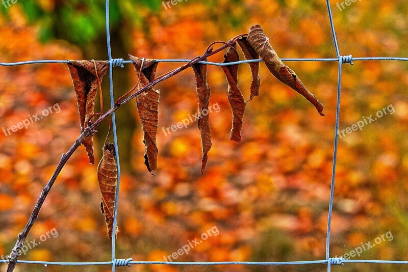 Leaf Cherry Sheets Fence Cherry Dry