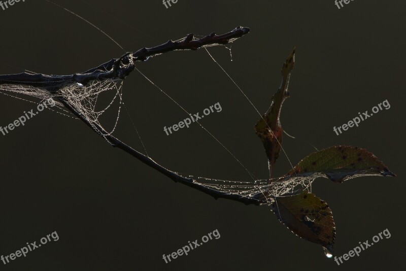 Spider Web Morgentau Drop Of Water Fog Backlighting