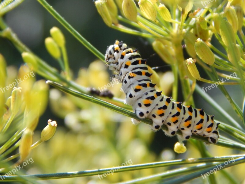 Caterpillar Dovetail Garden Insect Nature