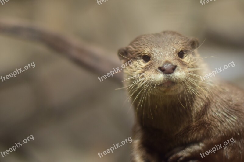 The Tree Otter Otter Animal Free Photos