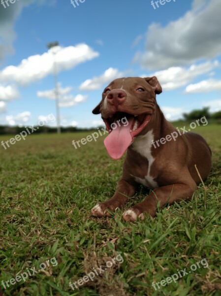 Animals Pet South America Sky Pitbull