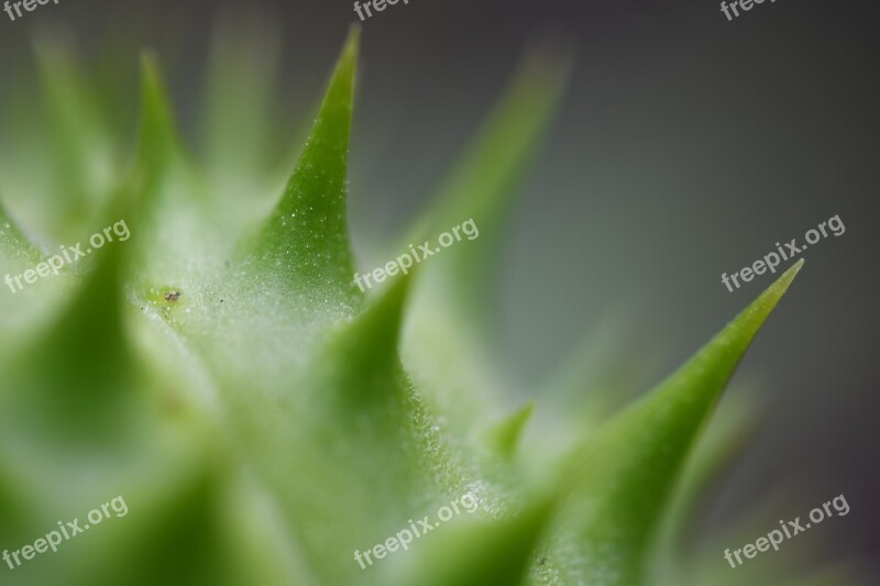 Macro Nature Flower Spikes Wildlife