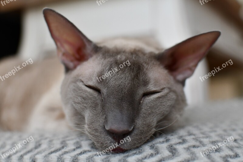 Cat Cornish Rex Sleepy Satisfied Comfy