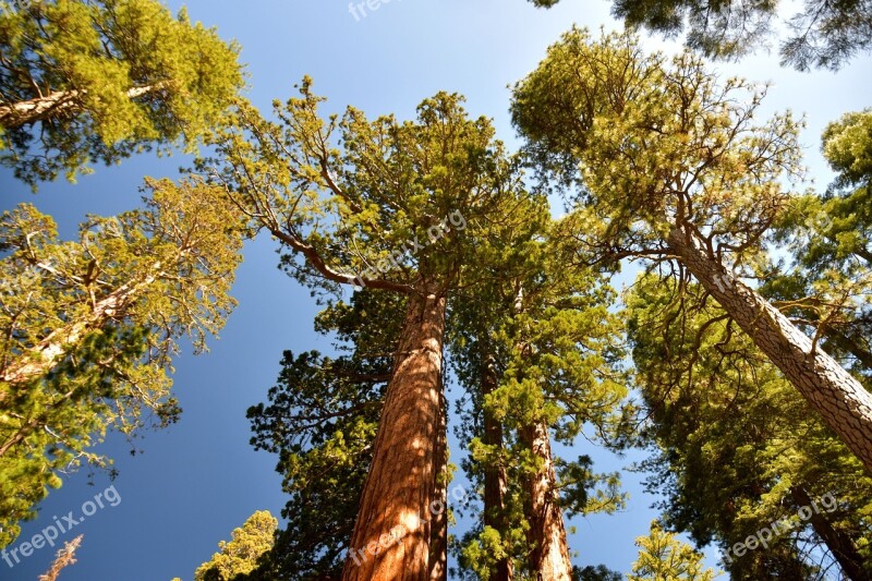 Sequoia Sequoias California Trees Tree