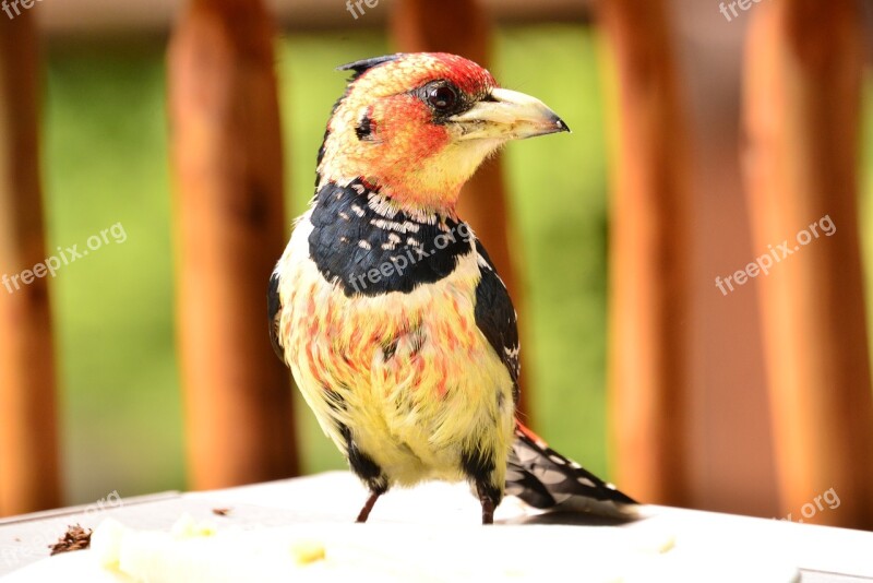 Bird Nature Colourful Crested Barbet Colorful