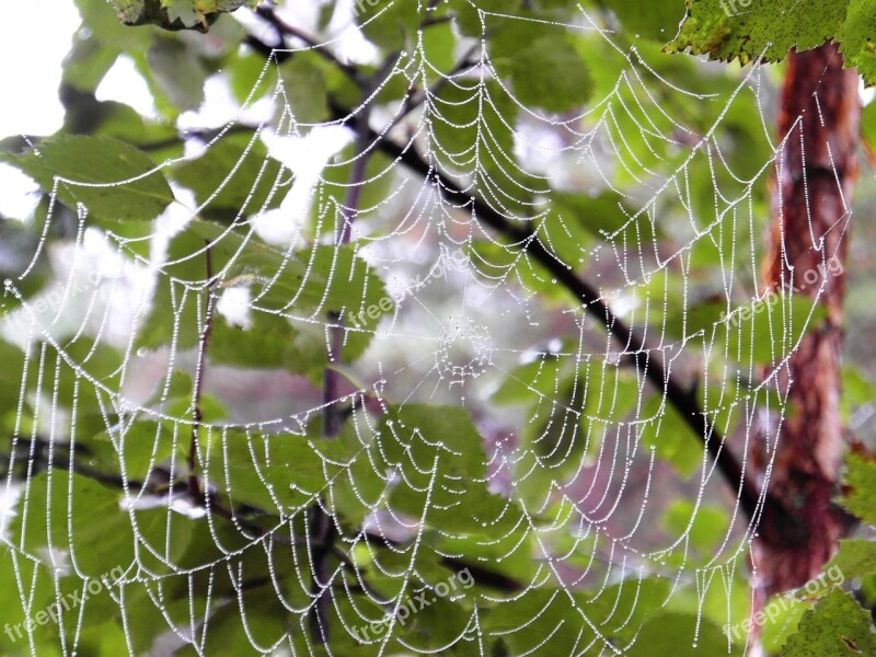 Summer Spiderweb The Dew Nature Cobweb