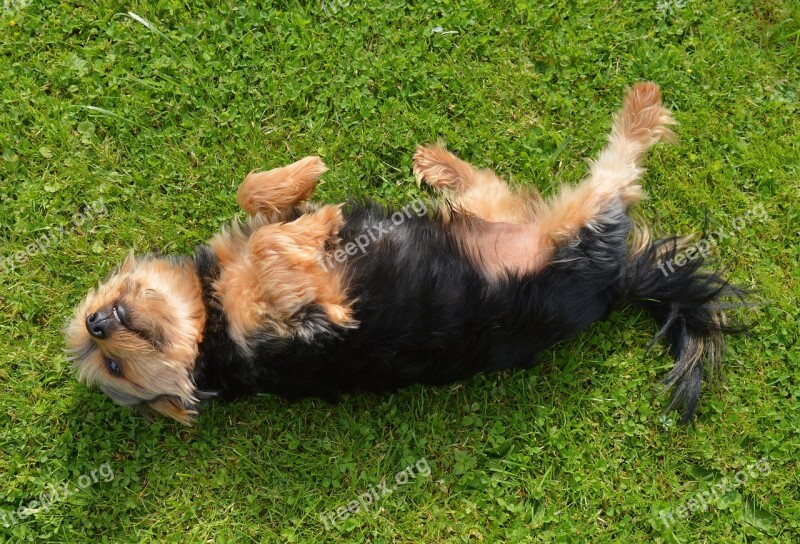 Yorkshire Terrier Samy Dog Pet Free Photos