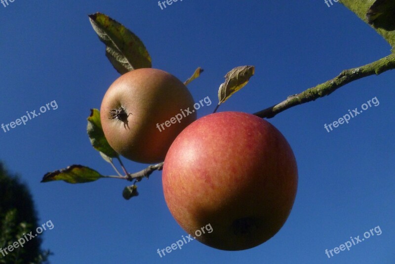 Apple Fruit Vegan Garden Eat