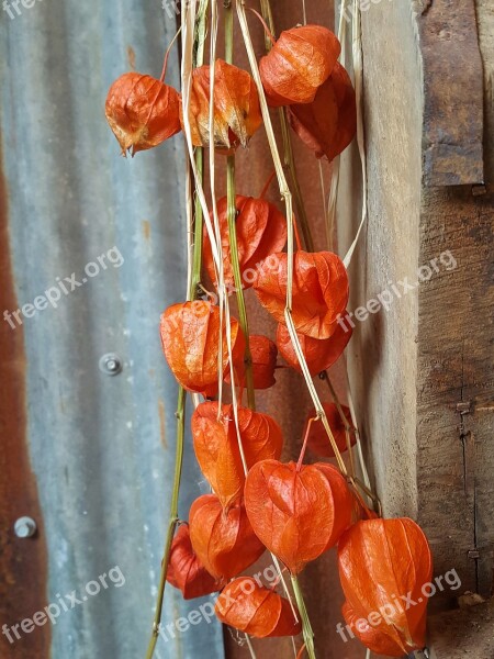 Chinese Lantern Physalis Franchetii Oranges Textures Autumn