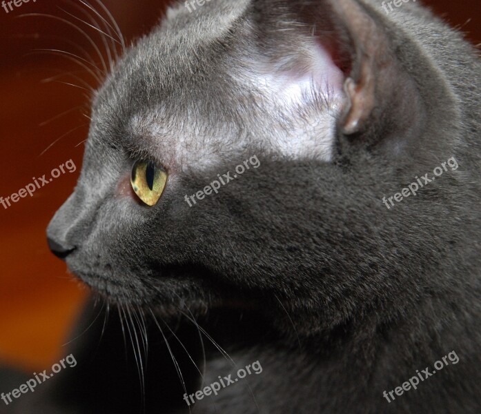 Cat Profile Gray Cat Free Photos