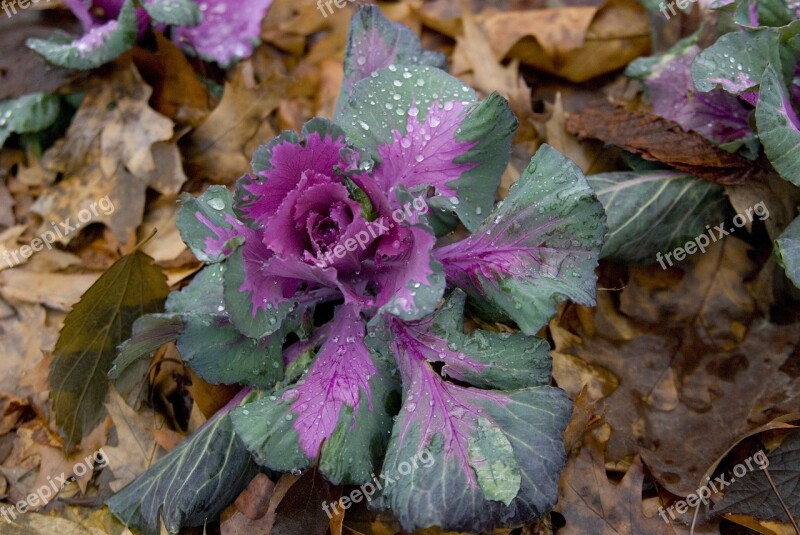 Verze Winter Vegetables Cabbage Coloured Leaves