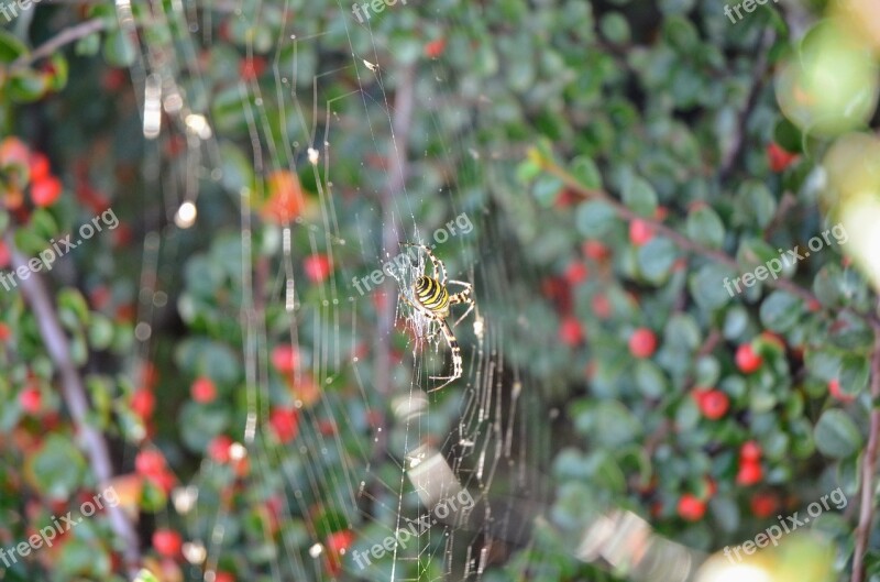 Darázspók Nature Web Spider Autumn