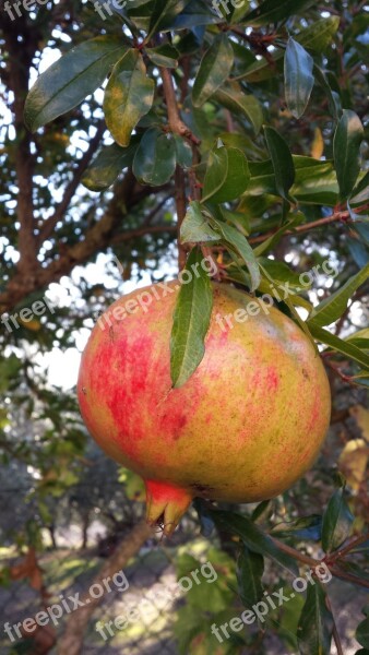 Pomegranate Fruit Food Cool Seeds