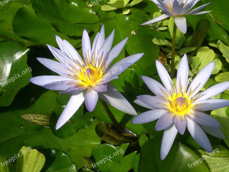 Flowers Water Lilly Pond Free Photos