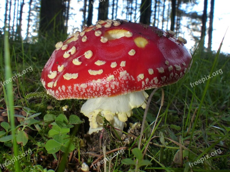 Mushroom Fly Agaric Nature Poison Red Hat