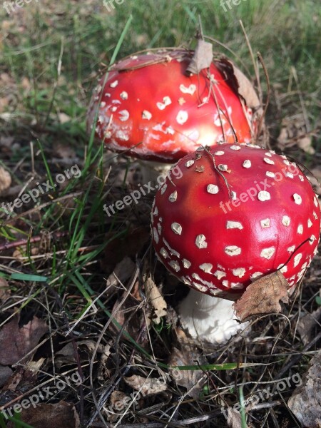 Fungi Red Unpleasant Mushroom Poison Amanita Muscaria