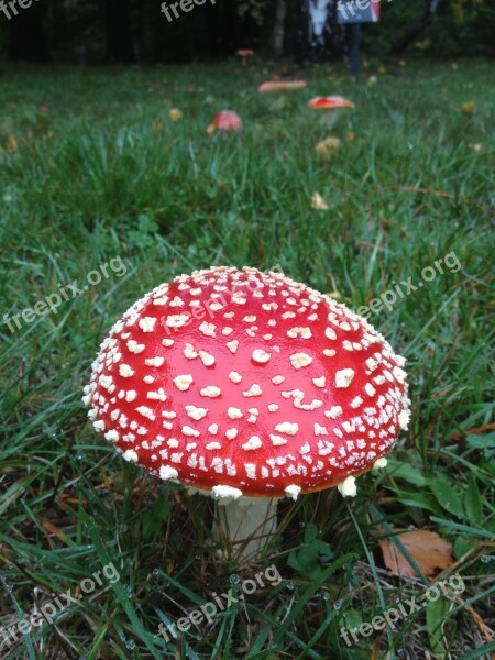 New Zealand Bi-mushrooms Xie Red Riding Hood White Dot