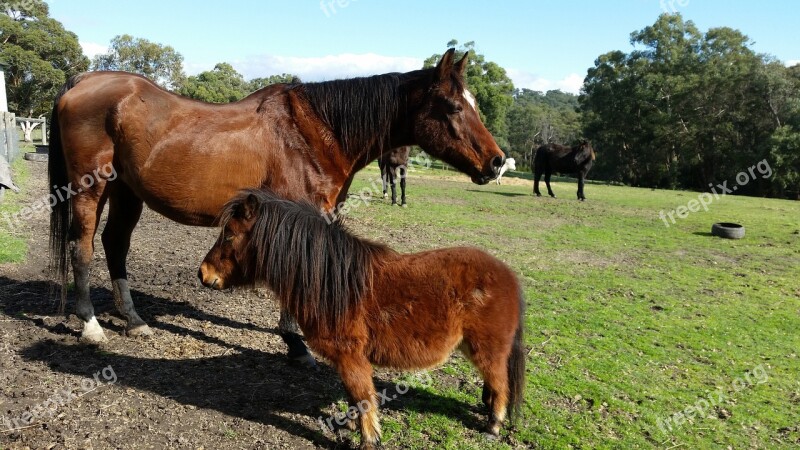 Horse Equine Animal Brown Herd