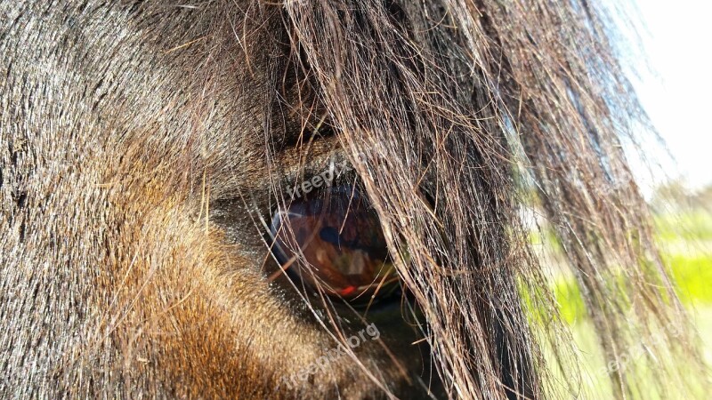 Horse Equine Eye Animal Brown