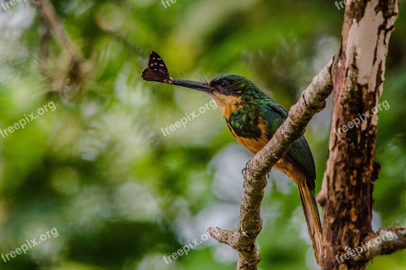 Bird Beija Flor Insect-bird Eat Beak