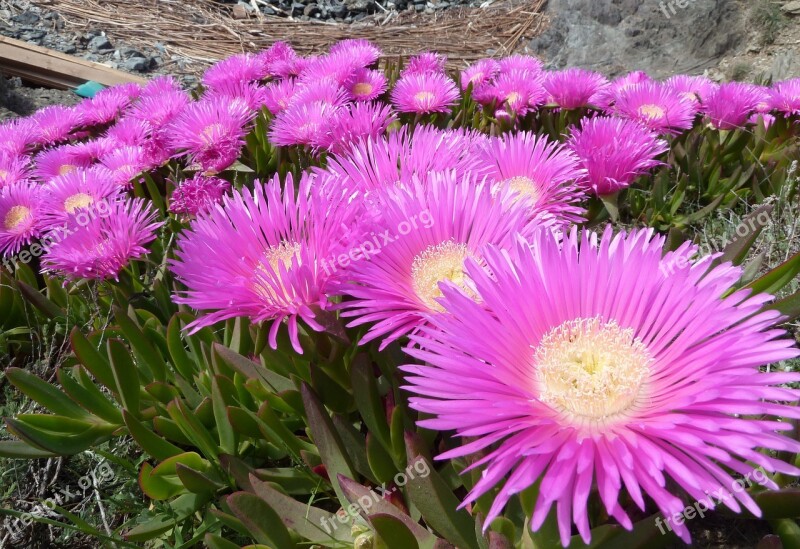 Carpobrotus Edulis Plant Flowers Nature Rose Petals