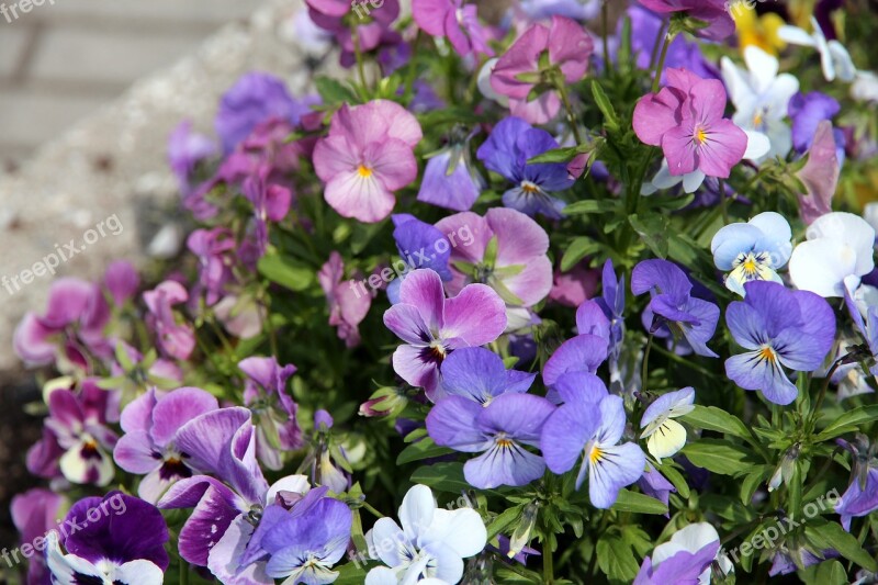 Pansies Violets Viola Tricolor Flowers Purple Flowers