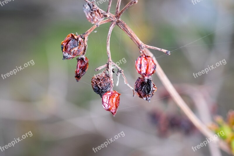 Spider Web Rose Hip The Old Hive Bush Dried-up