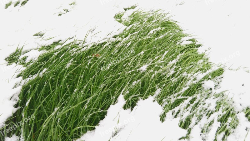 Grass Snow Winter Green Grass Cold