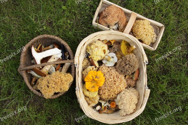 Mushrooms Collect Mushroom Picking Basket Mushroom Basket