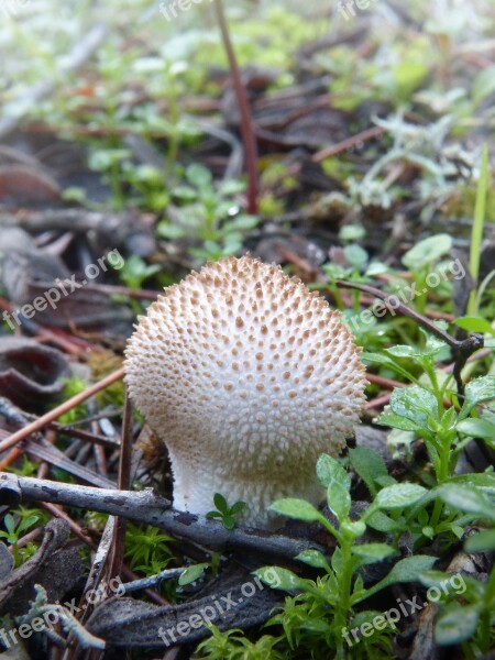 Lycoperdon Perlatum Stone Of Wolf Llop Pet Mushroom Forest