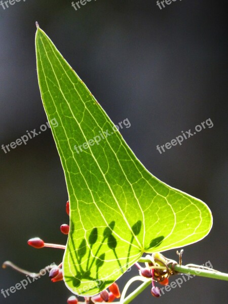 Sarsaparilla Berry Leaf Autumn Translucent