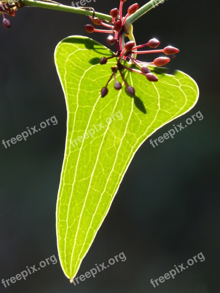 Sarsaparilla Berry Leaf Autumn Translucent