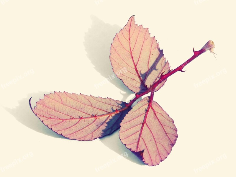 Leaves Reverse Zarza Blackberry Red