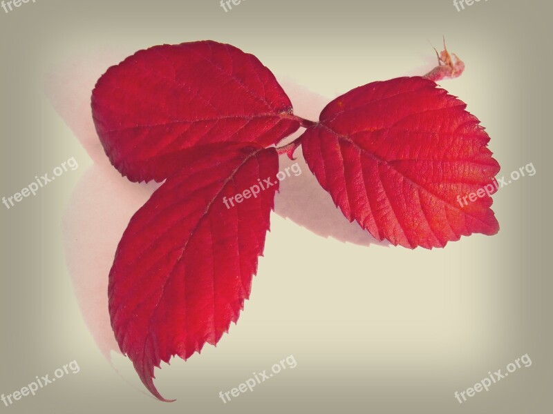 Leaves Red Leaves Blackberry Still Life Beauty