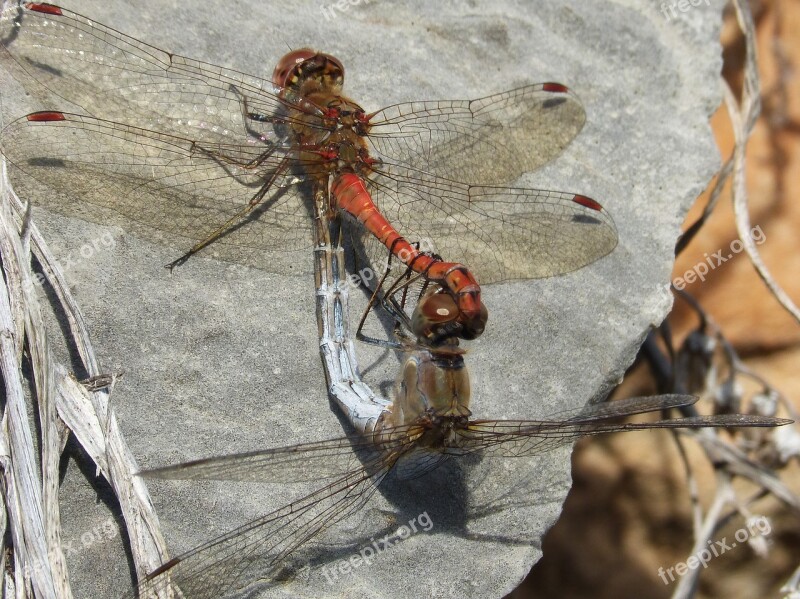 Dragonflies Insects Mating Copulation Mating Reproduction