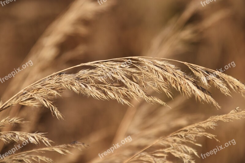 Grass Autumn Close Up Sunlight Brown