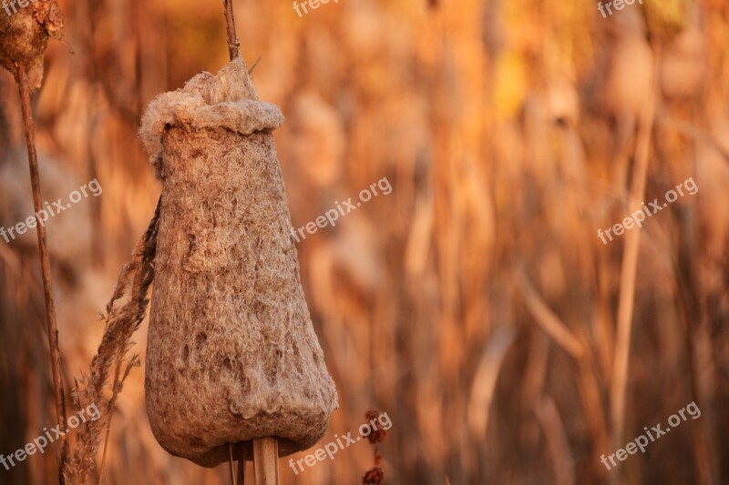 Reed Autumn Nature Plant Bank