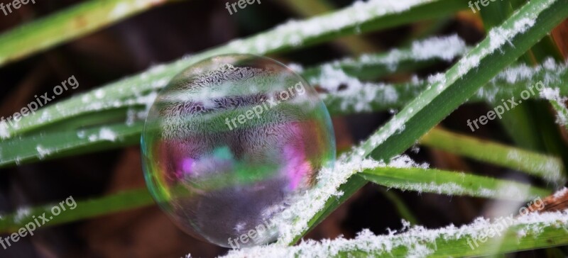 Soap Bubble Frosted Winter Snow Cold