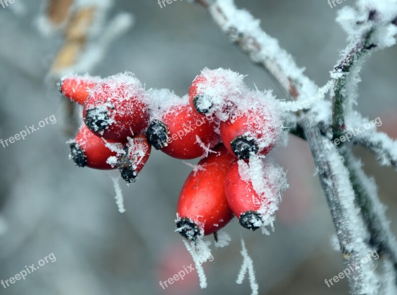 Rose Hip Winter Cold Nature Red