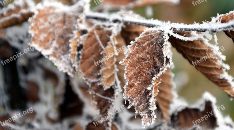 Leaf Frost Nature Cold Frozen