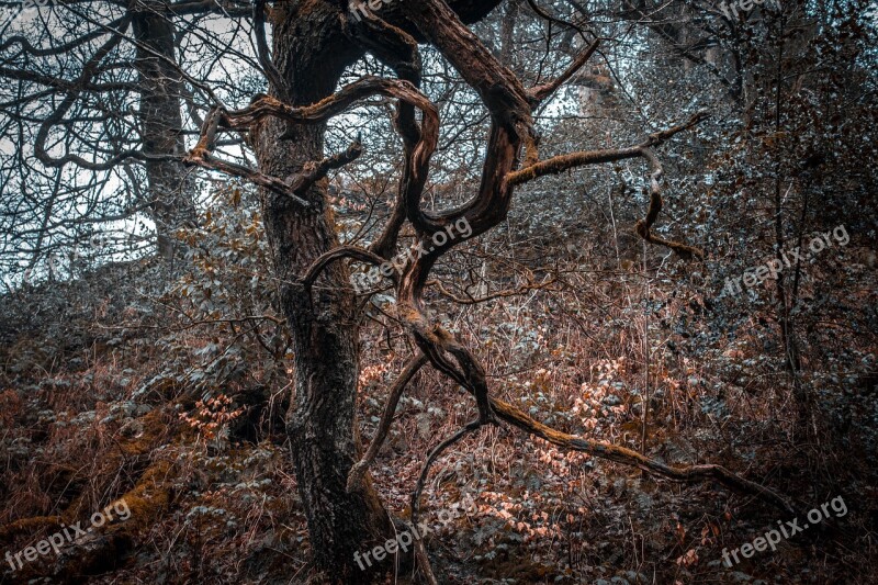 Wood Forest Outdoor Wild Winter