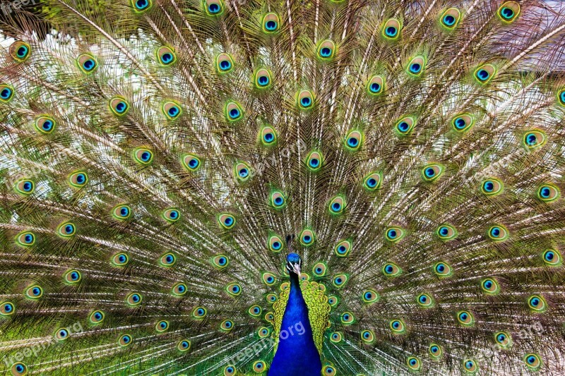 Peacock Bird Wildlife Feathers Blue