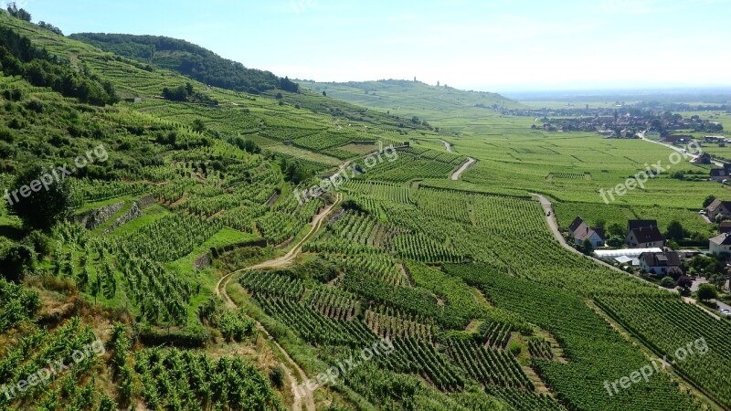 Alsace France Vineyard Grapevine Viticulture