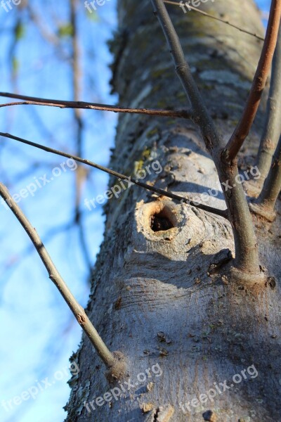 Tree Nature Artsy Outdoor Scenery