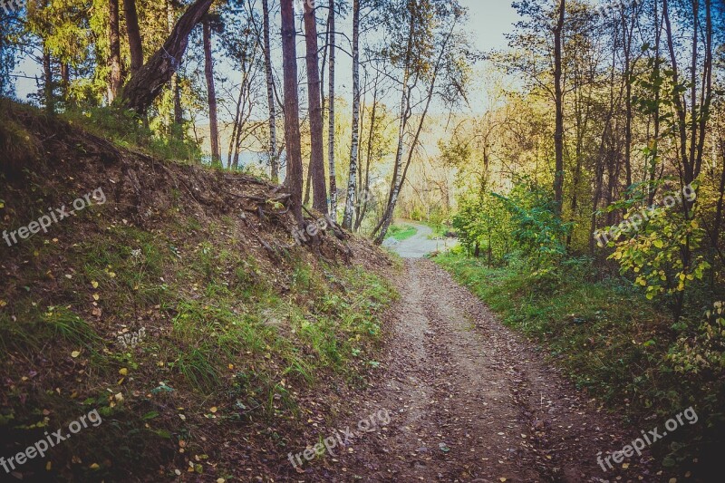 Park Forest Track Autumn Nature Nature